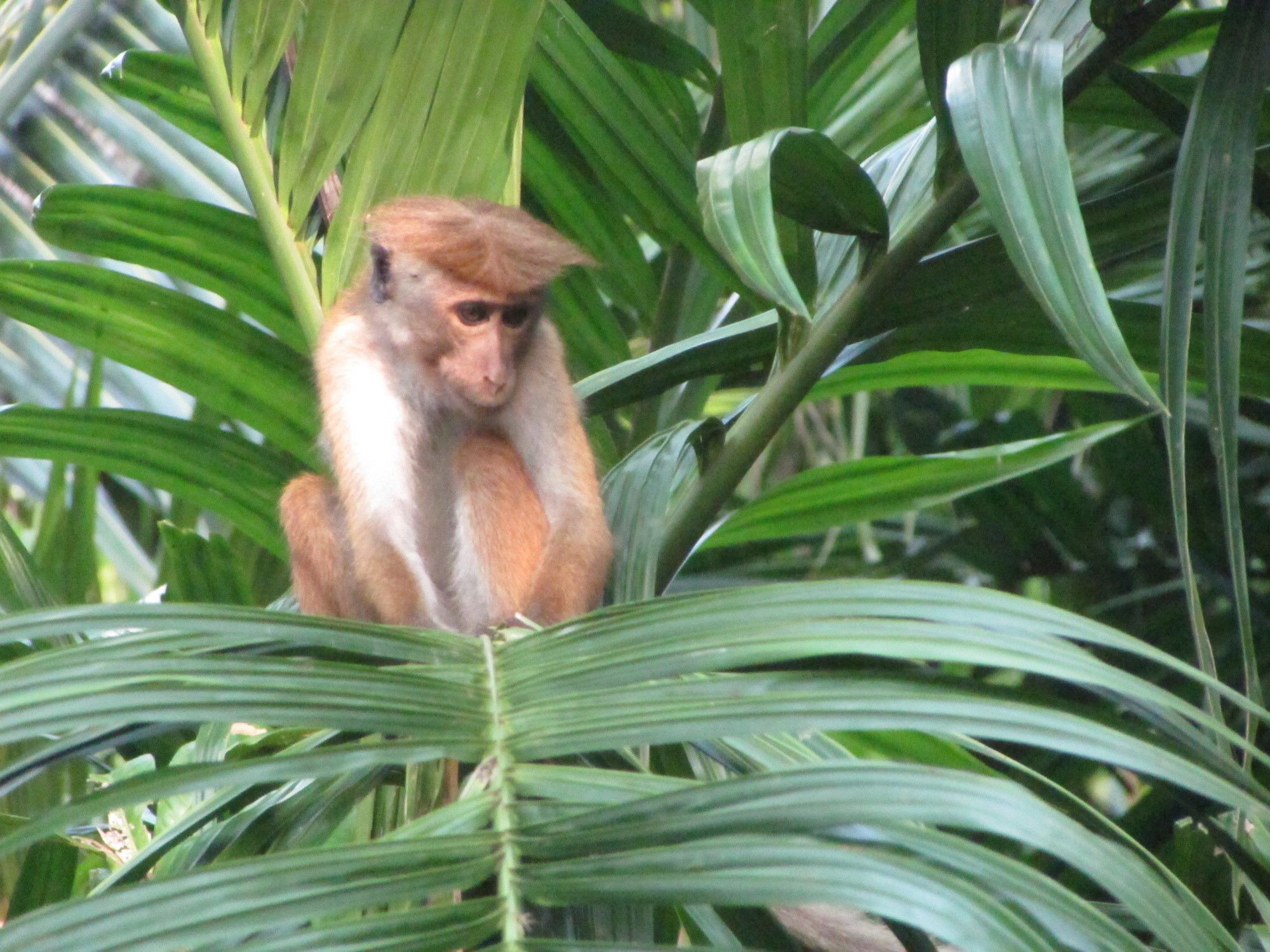 Jungle Guest ,Mirissa Hotel Exterior foto